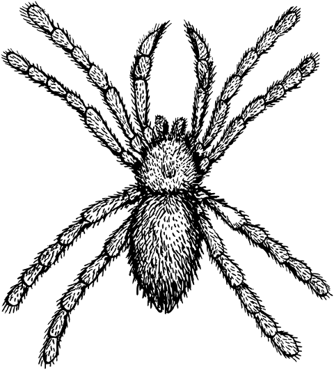 tarantula-spider-animal-arachnid-8057134