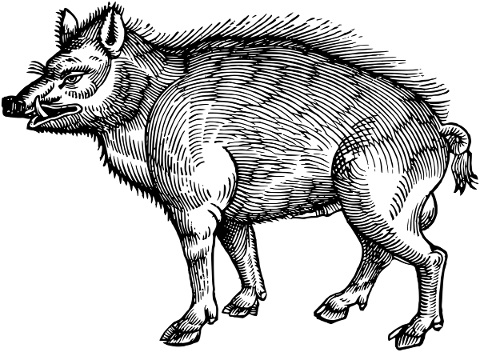 boar-animal-line-art-pig-vintage-5220762