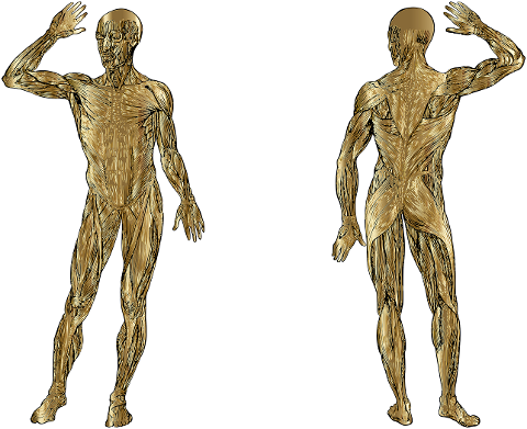 man-body-human-muscles-biology-7337108