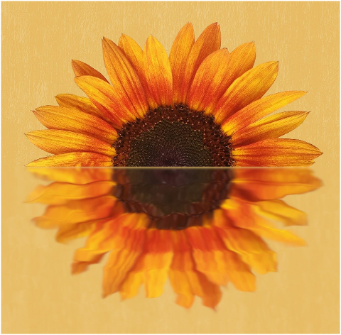 flower-sunflower-petals-plant-6088423