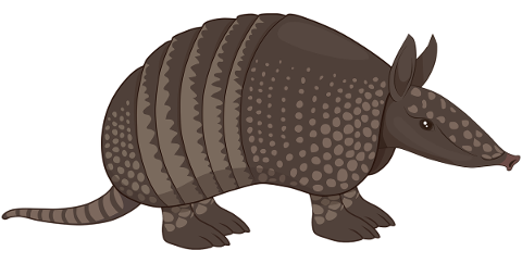 armadillo-mammal-animal-nature-5498739