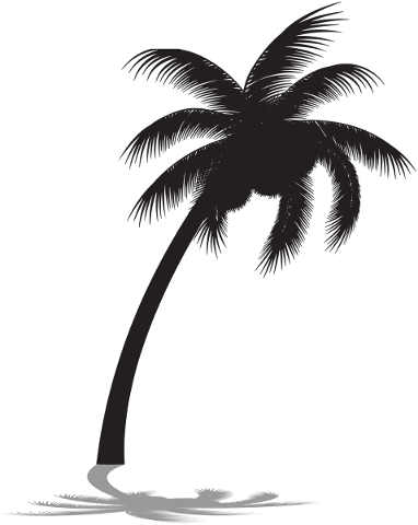 palm-tree-silhouette-palm-tree-4900842