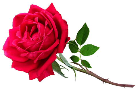 flower-red-rose-stem-valentine-5428157