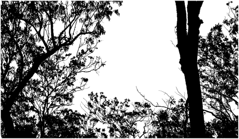 forest-trees-silhouette-branches-5142579