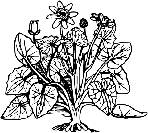 flower-plant-leaf-root-spring-5162489