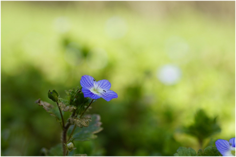 speedwell-flower-plant-veronica-6052174