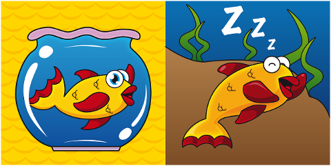 fish-cute-curious-sleeper-sleep-4338388