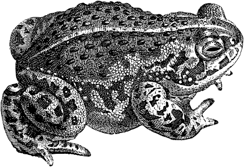 toad-frog-animal-amphibian-7148341