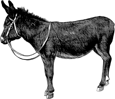donkey-animal-mule-line-art-7893479