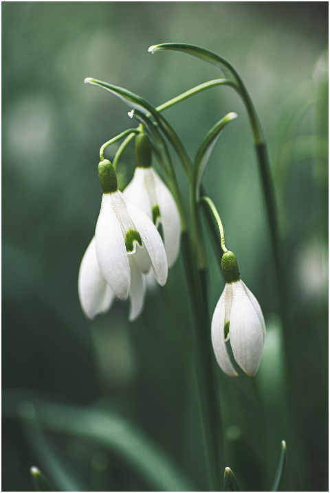 snowdrop-flowers-plant-6052940