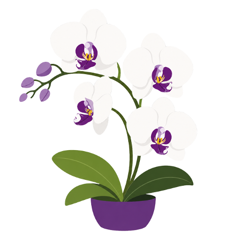 orchid-purple-white-flower-nature-10315851
