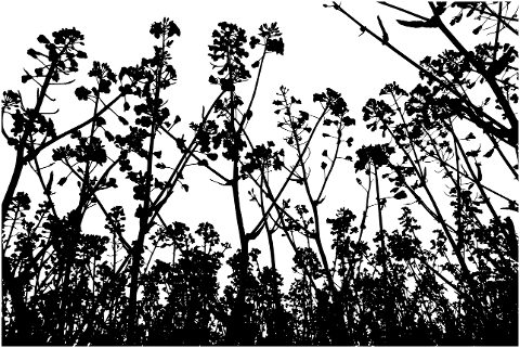 flowers-vegetation-silhouette-grass-8197336