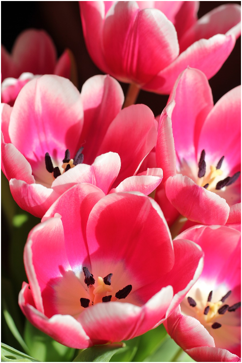 tulips-flowers-plant-petals-bloom-6054300