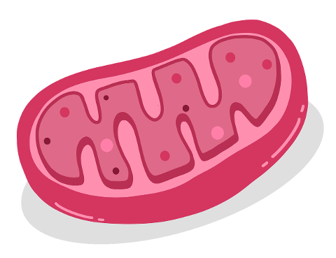 mitochondrion-cell-biology-6258212