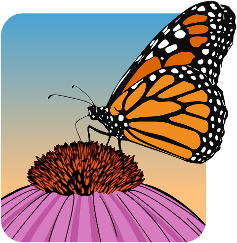 butterfly-nature-insect-pollination-10372986