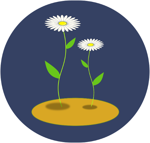 flower-spring-chamomile-cutout-7170427