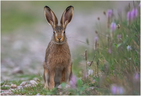 hare-field-animal-wild-animal-6063733