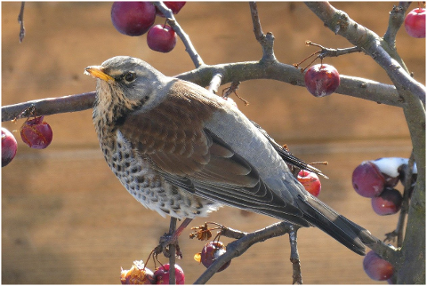 kramsvogel-bird-thrush-like-sit-6039337