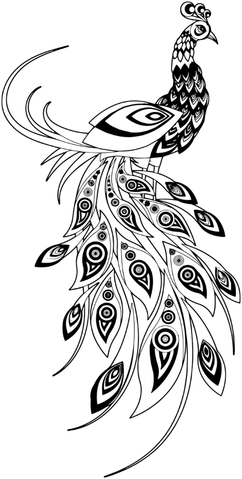 peacock-bird-line-art-5990942