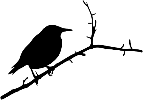 bird-sparrow-ornithology-animal-7250170