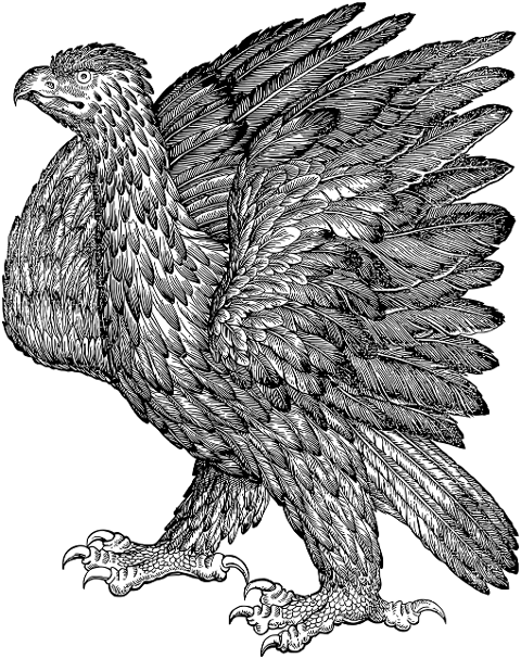 eagle-bird-animal-ornithology-8043761
