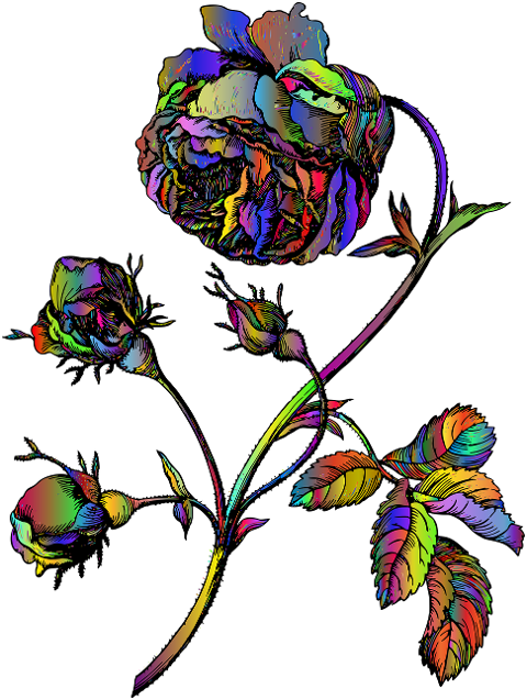 rose-flower-sketch-decoration-7136868