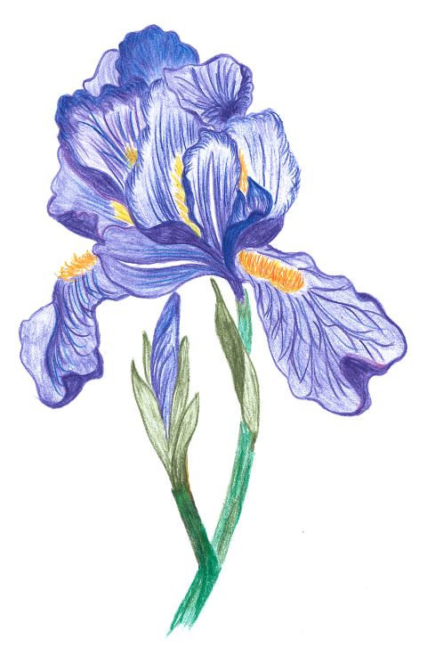 flower-iris-bloom-hand-drawing-6982009