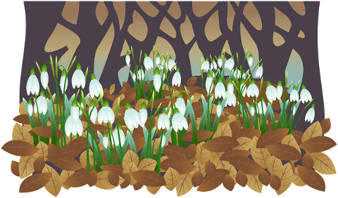 flower-snowdrop-petals-forest-6073434