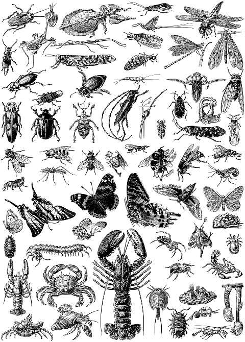 insects-bugs-animals-line-art-7344699