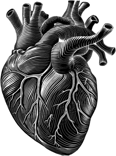 ai-generated-heart-organ-biology-9135693