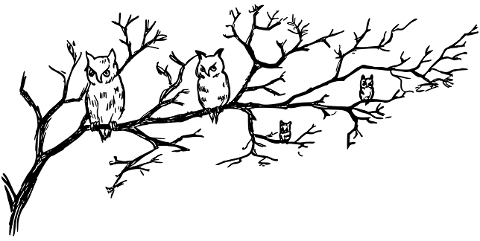owls-birds-tree-branch-ornithology-7518051
