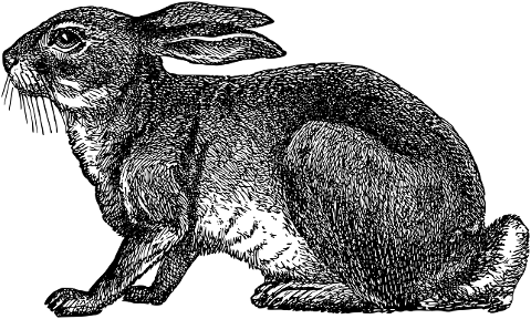 rabbit-bunny-hare-line-art-animal-7099847