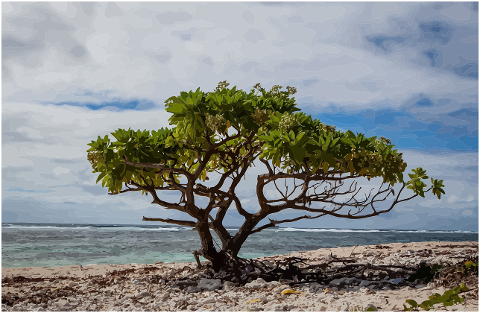 tree-lone-tree-beach-sand-mangrove-7884497