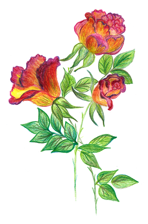 flowers-roses-watercolor-painting-7760925
