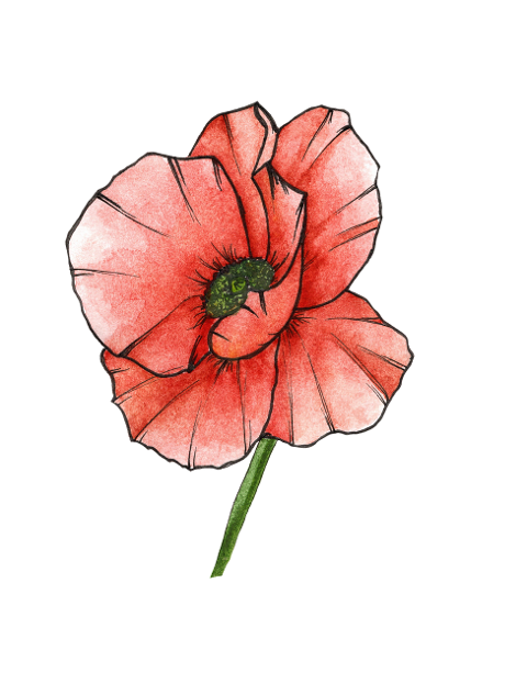 poppy-flower-watercolor-plant-6134751