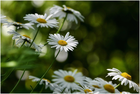 flowers-daisies-white-daisies-6300441