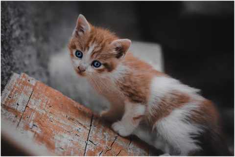 cat-kitten-feline-animal-mammal-6310338