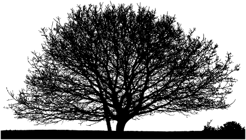 tree-nature-silhouette-branches-6785092