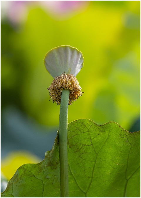 lotus-plant-seed-pod-water-lily-6073515