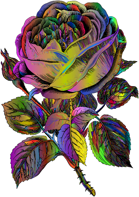 rose-prismatic-rose-prismatic-flower-7136833