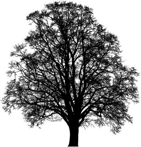 tree-branches-silhouette-trunk-6277784