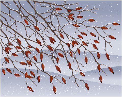 rose-hip-bush-branch-plant-snow-6983375