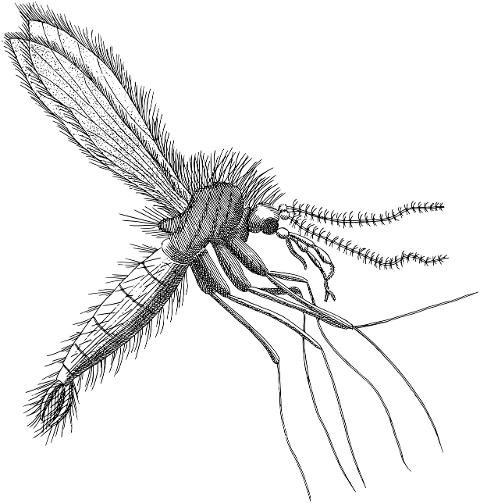 mosquito-insect-animal-line-art-7378297
