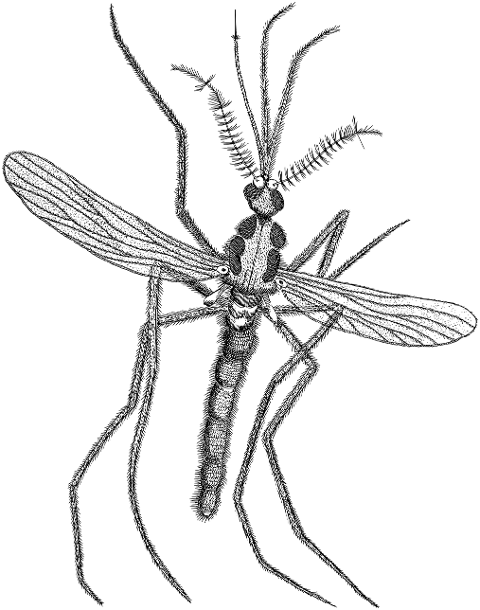 mosquito-insect-animal-line-art-7378298