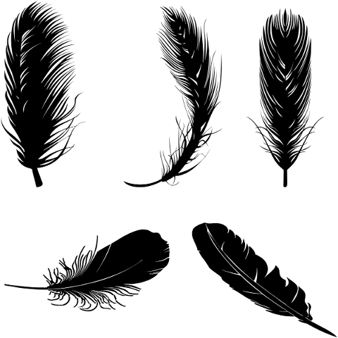 feathers-birds-silhouette-animal-5147155
