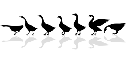 geese-silhouette-walking-birds-4660802