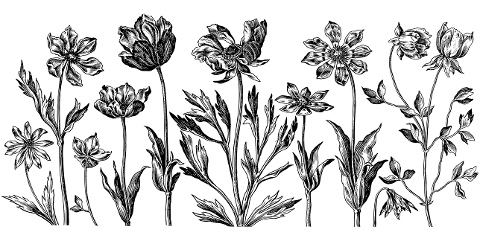 flowers-flora-ornamental-drawing-7166345