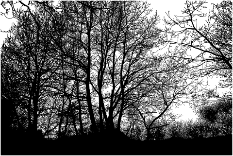 trees-silhouette-forest-landscape-6810484
