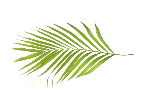 palm-leaf-leaves-green-tropical-4284597