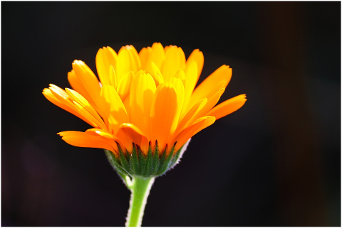 marigold-calendula-suffruticosa-4464338